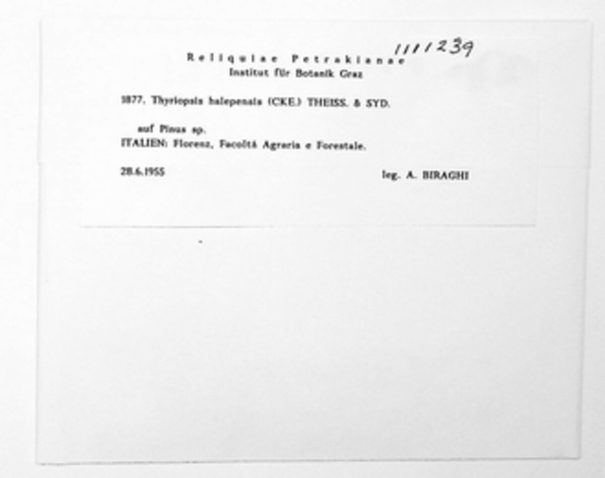 Thyriopsis halepensis image